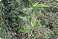 Trigonella Foenumgraecum