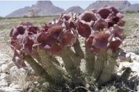 Hoodia Gordonii Hoodia Gordonii
